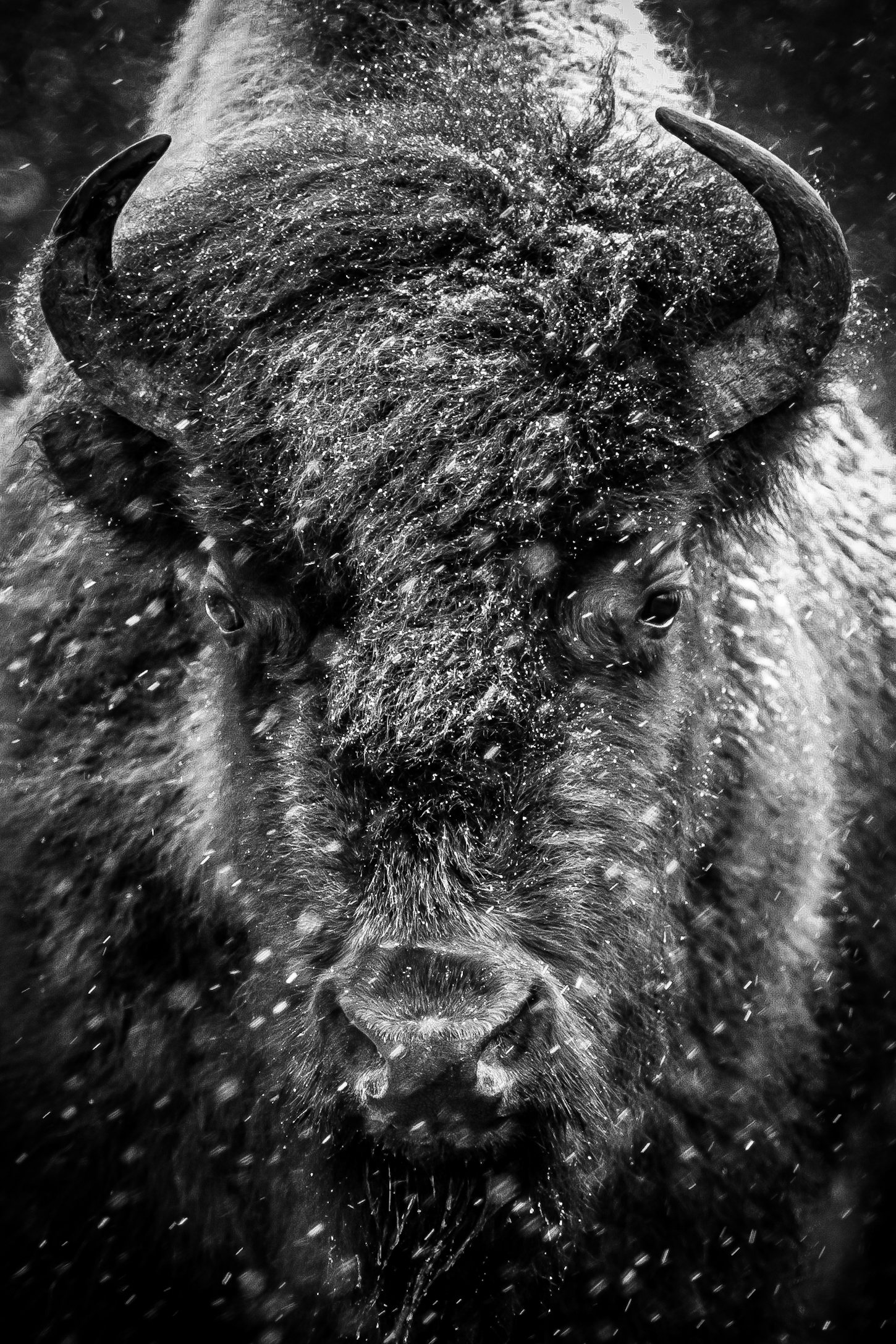 A bison close-up in black and white, dusted with snow, Lamar Valley, Yellowstone National Park