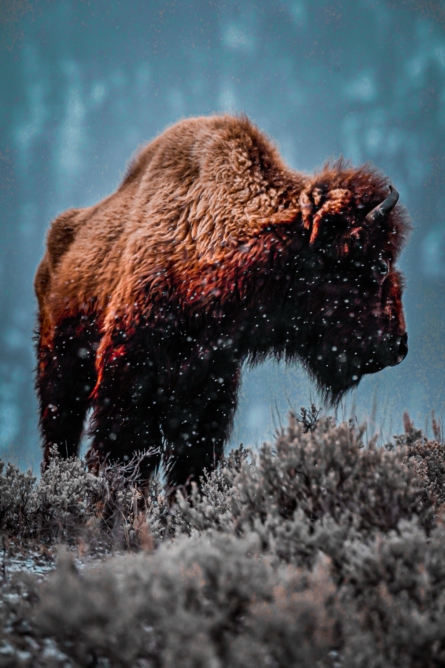 A bison close-up in falling snow, Lamar Valley, Yellowstone National Park
