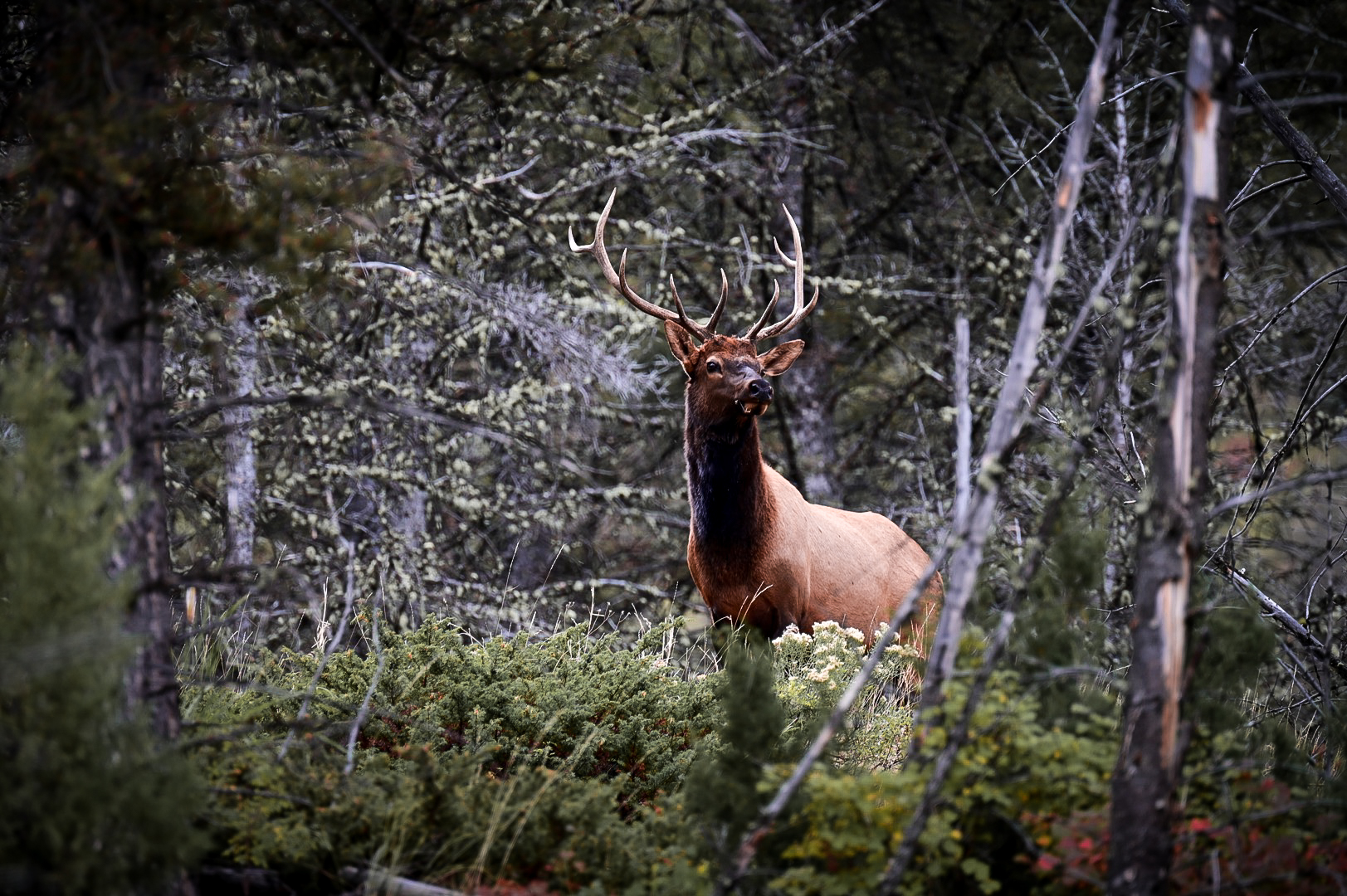 A bull elk standing watch in Yellowstone National Park, Wyoming