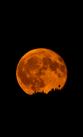 Harvest moon rising over the treeline, seen from the summit of Mount Washington