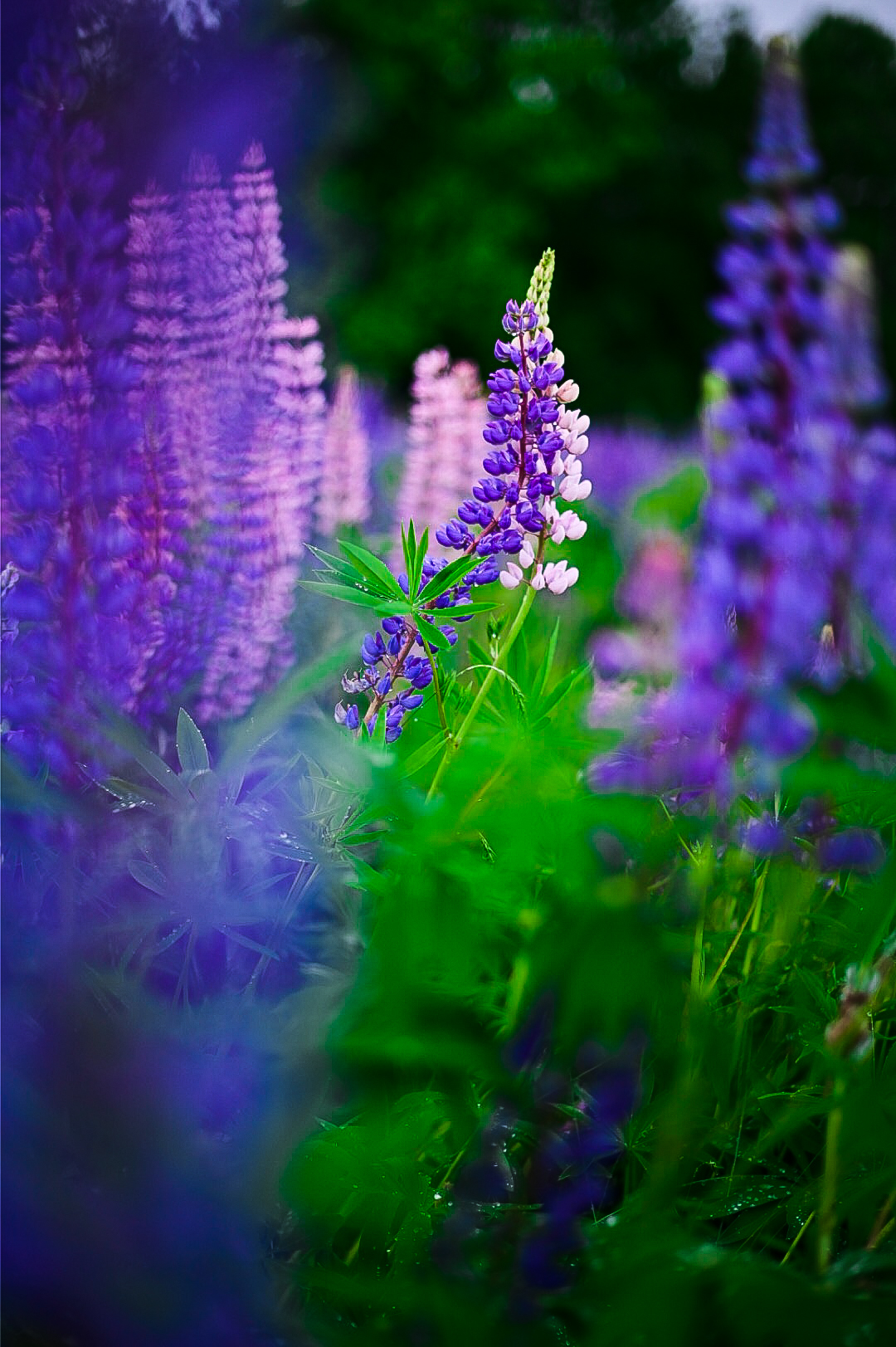 Close-up of purple lupine wildflowers in Sugar Hill, New Hampshire