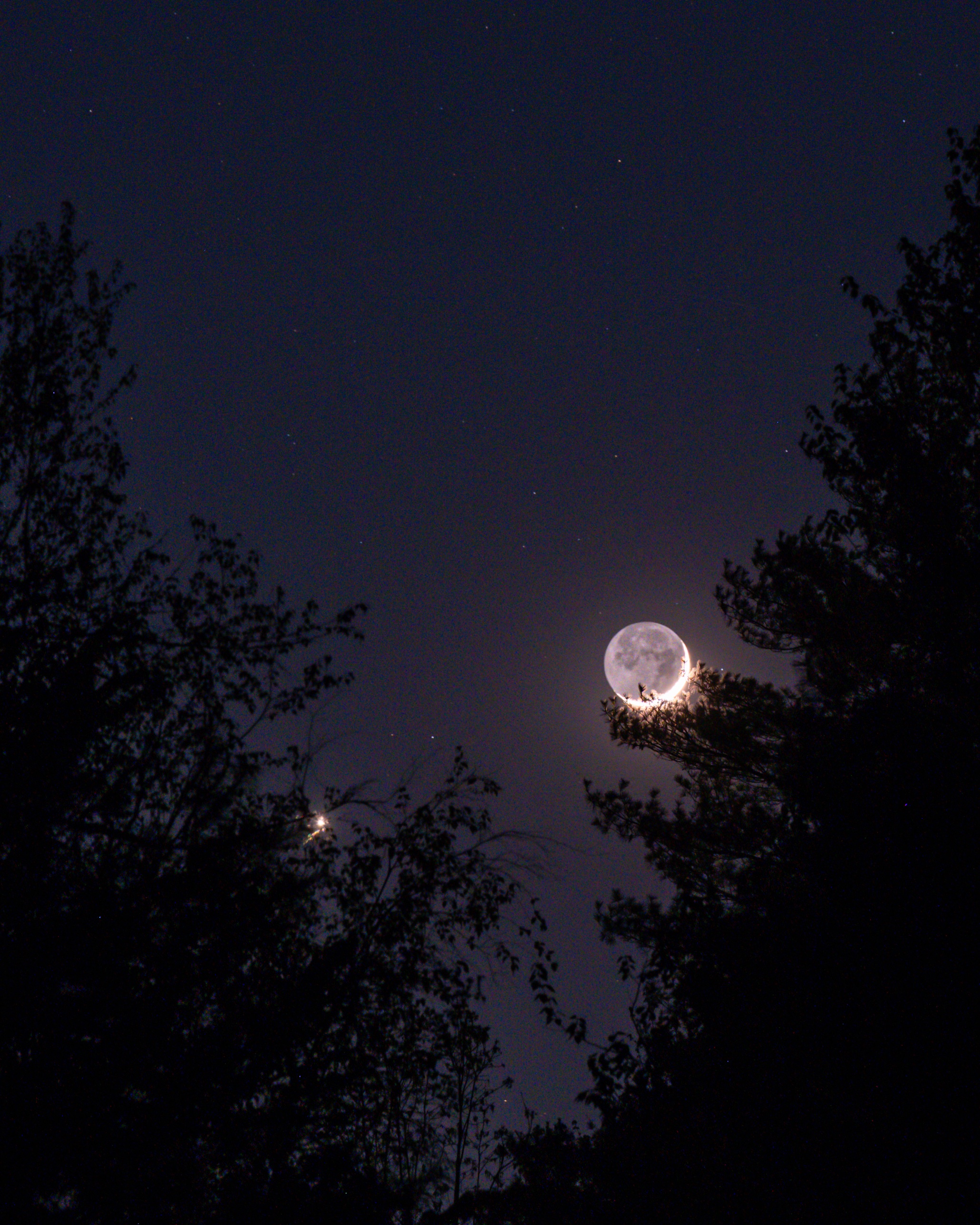 Crescent moon and Venus rising together through silhouetted pines in a New Hampshire backyard