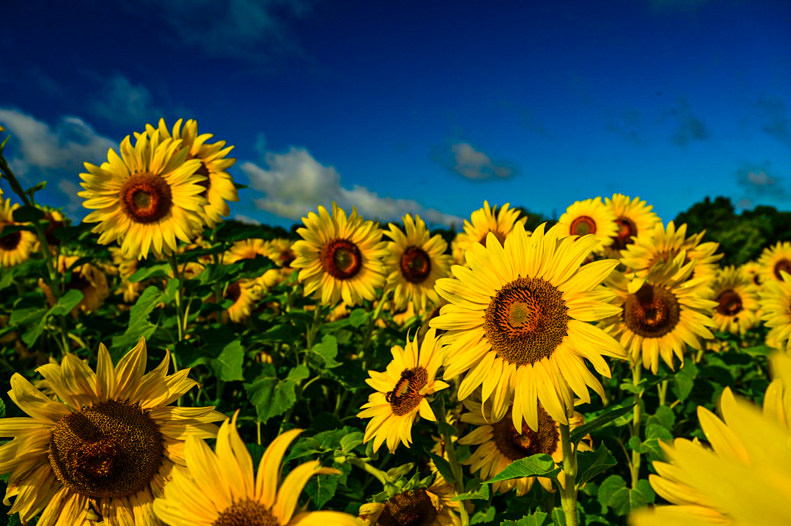 Bees working a sunflower bloom at Colby Farm in Newbury, Massachusetts
