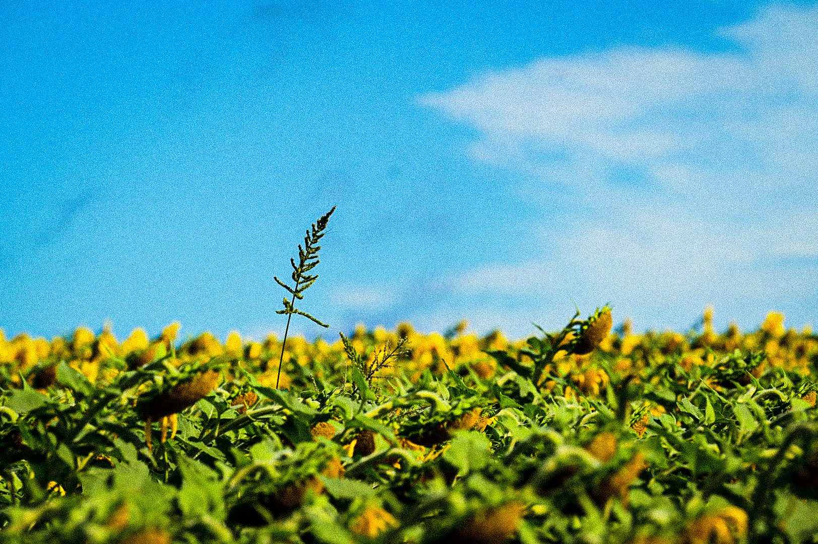 Sunflower field at Colby Farm in Newbury, Massachusetts, under a blue sky