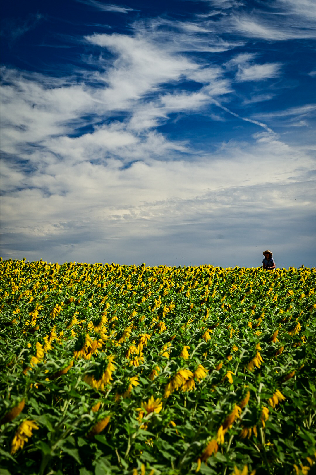 A photographer's silhouette in the sunflower field at Colby Farm in Newbury, Massachusetts